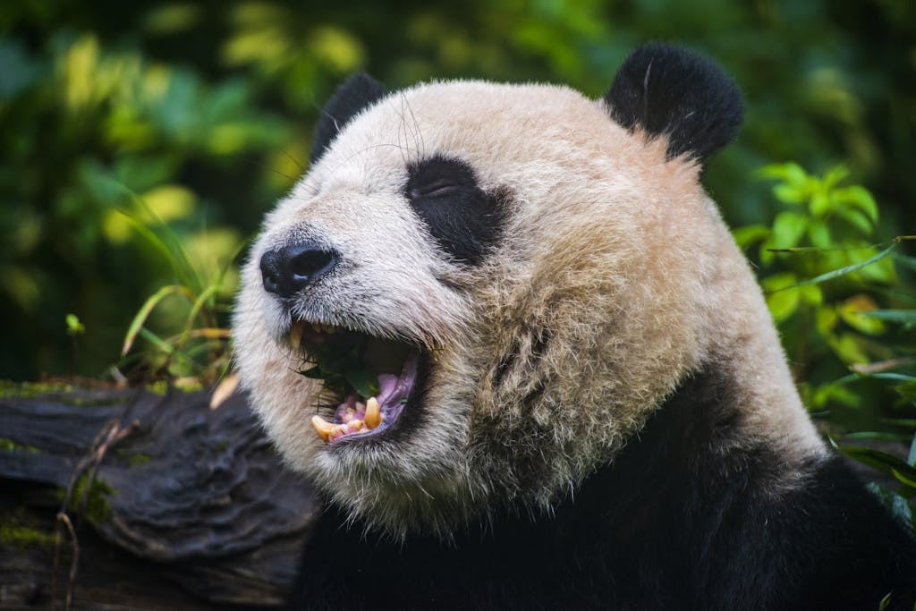 A Close-Up Shot of a Giant Panda