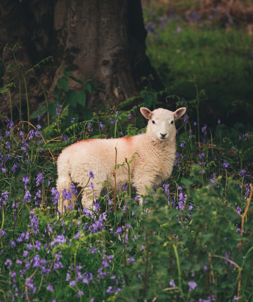 A Single Sheep in Grass