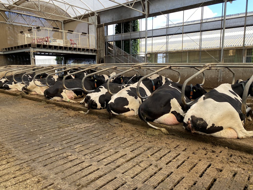 Back View of Cows Lying Down in Barn