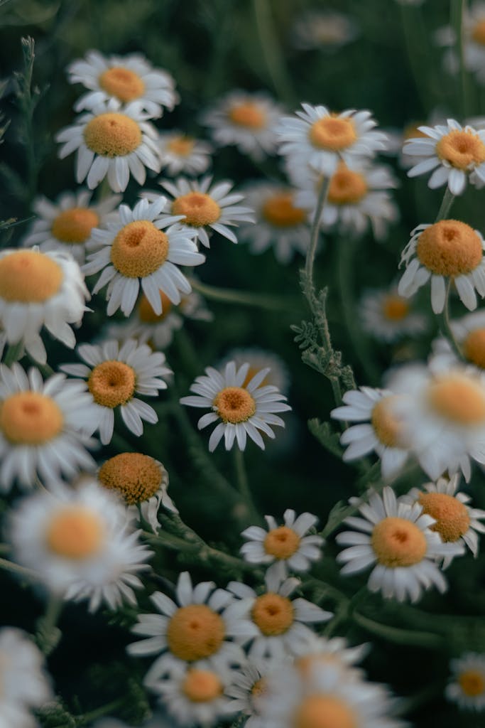Cluster of Chamomile Flowers