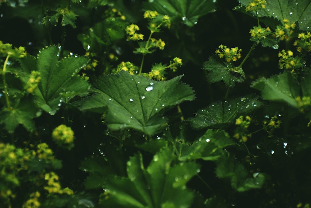 Green leaves with dew drops