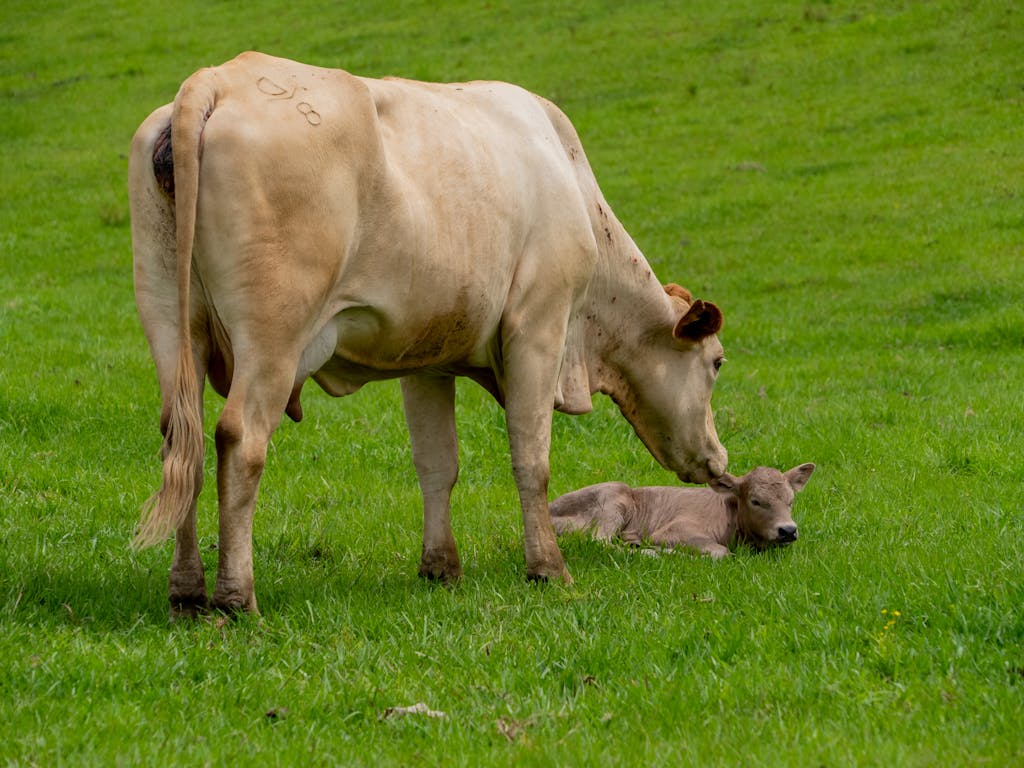 Photo of Cow and a Calf on Grass