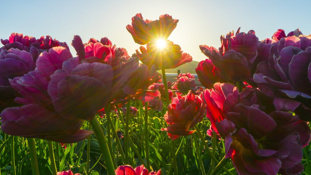 Red Flower Fields