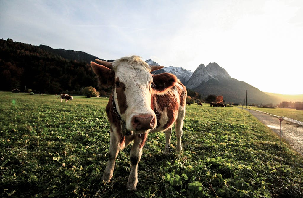 White and Brown Cow